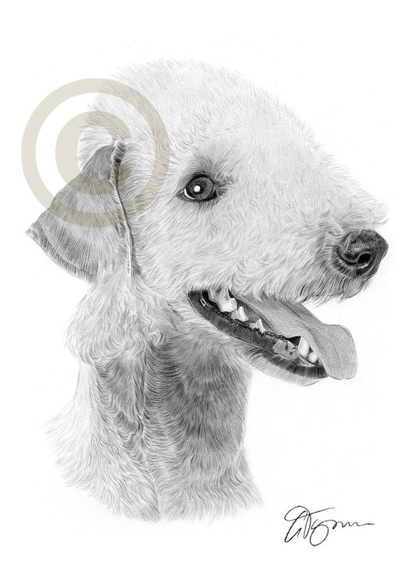 Bedlington Terrier artwork - pencil drawing print - art signed by artist  Gary Tymon - 2 sizes - Ltd Ed 50 prints only - pet portrait