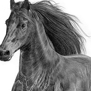 Close up of a pencil drawing artwork print of a Friesian Horse, by UK artist Gary Tymon.