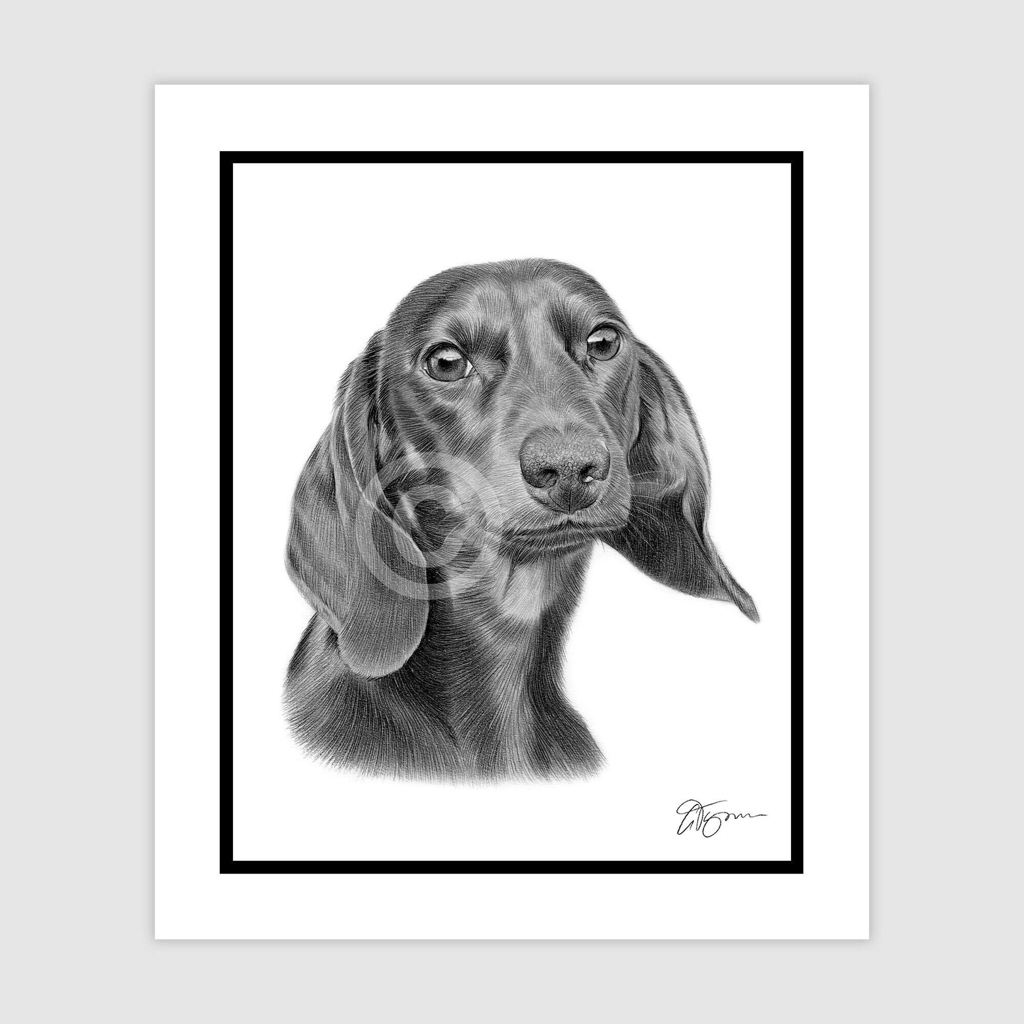 black-and-white-dachshund