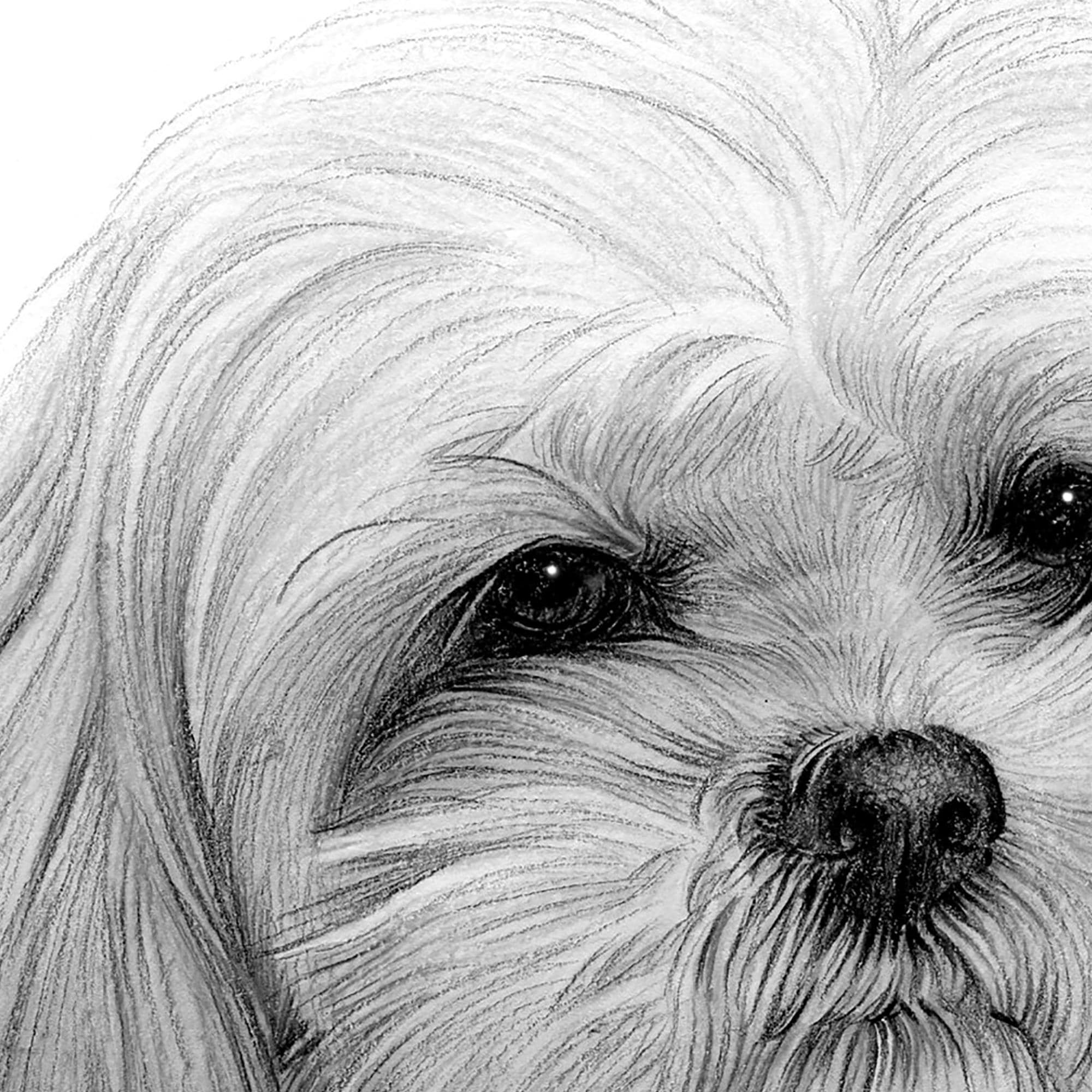 シーズー犬の鉛筆画 - 即時デジタルダウンロード - イギリスの