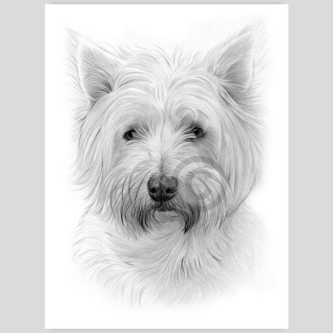 ウエストハイランドテリアの鉛筆画 - 犬の肖像画（デジタル