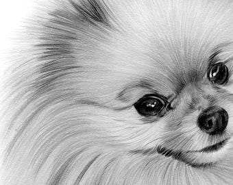 ポメラニアン犬 - 鉛筆画プリント - アーティスト Gary Tymon のサイン 