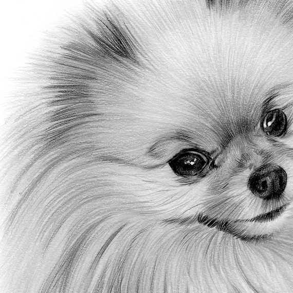 ポメラニアン 鉛筆画 犬の絵 アートA3厚手ケント紙 ポメラニアン