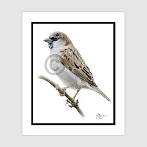 SPARROW Bird Male - Original Colour Pencil Drawing - Portrait size 10&quot; x 8&quot; - Mount (matte) size 12&quot; x 10&quot; - Signed - animal wildlife art