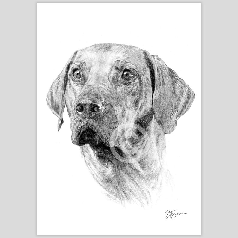 Rhodesian Ridgeback Dog | Pencil Drawing Print | Artwork Signed by ...