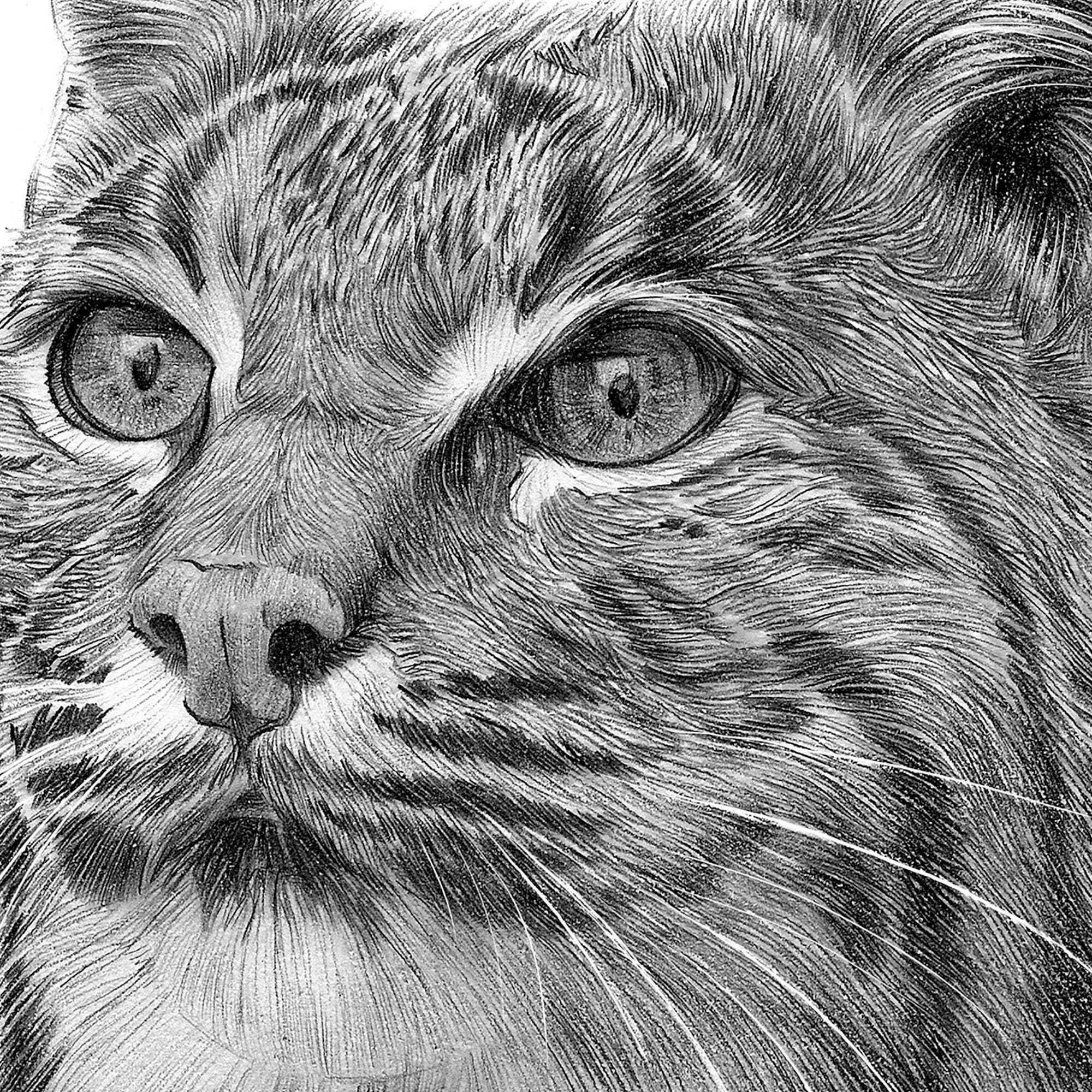 アーティストのゲイリー・タイモンがサインしたボブキャット