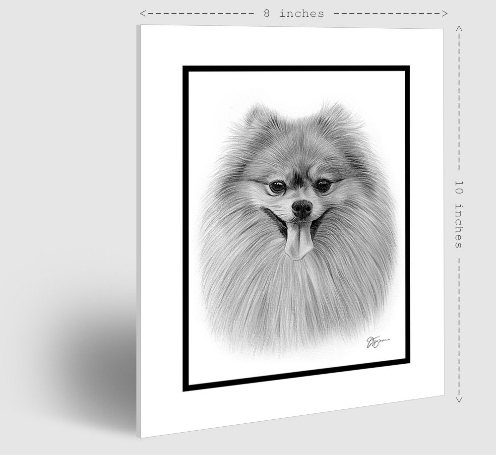 ポメラニアン - オリジナル白黒鉛筆画 - 肖像画サイズ 8
