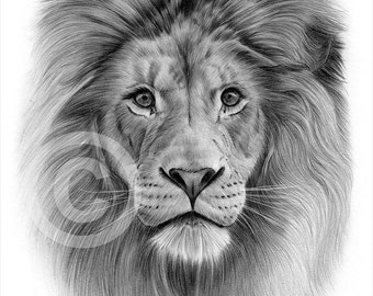 simple lion sketch/drawing with pencil | Lion sketch, Lion drawing, Pencil  sketches of animals