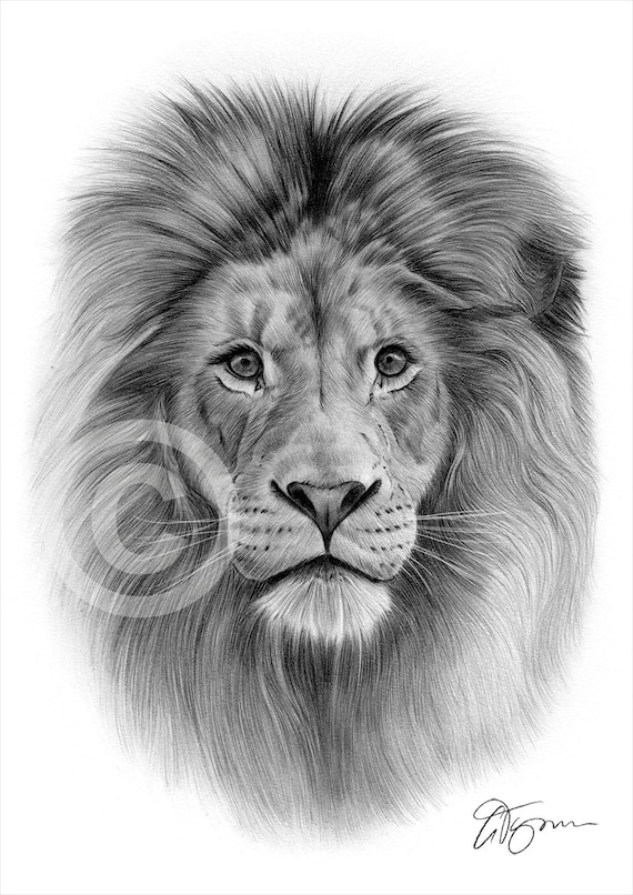 Pencil Drawing of a Lion's Head · Creative Fabrica