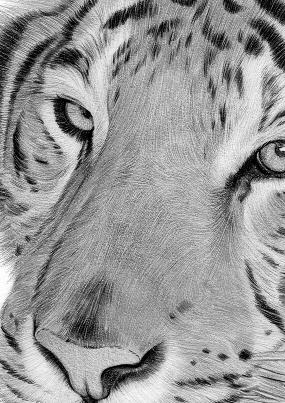オリジナルの虎の鉛筆画 – 野生動物アート、サイン入り（額装済み、14