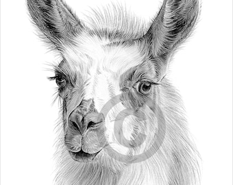 Digital Download - Pencil drawing of a Llama - Artwork by UK artist Gary Tymon - Instant download