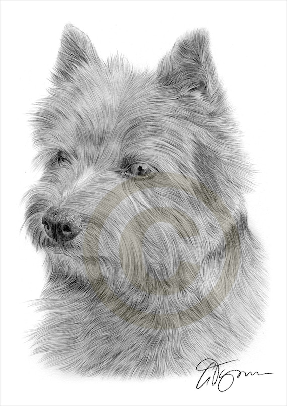 A4 sizes signed by artist ENGLISH BULL TERRIER Pencil Drawing Print A3