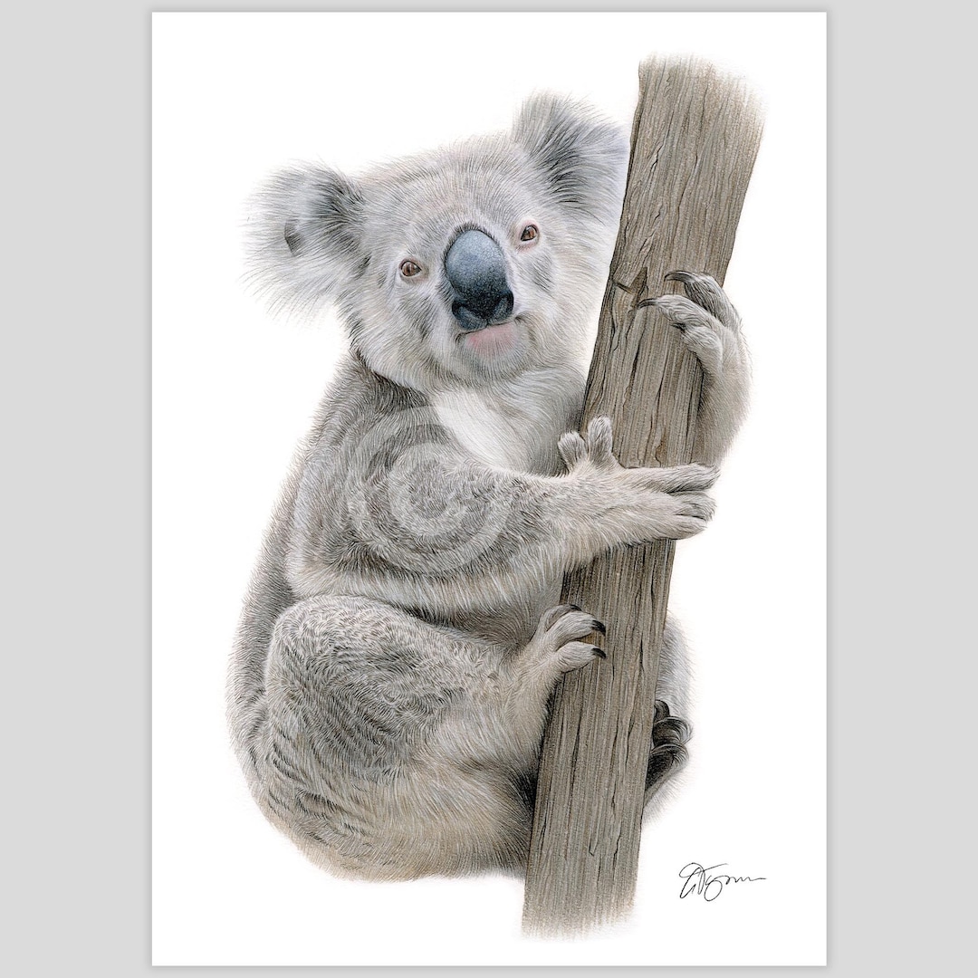Koala | Color Pencil Drawing Print | Wildlife Art | Artwork Signed by Artist Gary Tymon | 2 ...