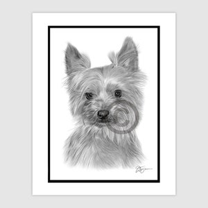 YORKSHIRE TERRIER - Original B&W Pencil Drawing - Portrait size 11.75&quot; x 8.25&quot; - Mount (matte) size 14&quot; x 11&quot; - Signed - animal dog art