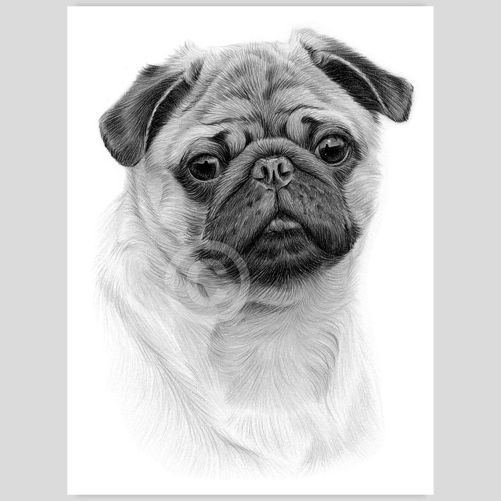 Buy Digital Download Pencil Drawing of a Pug Toy Dog Breed