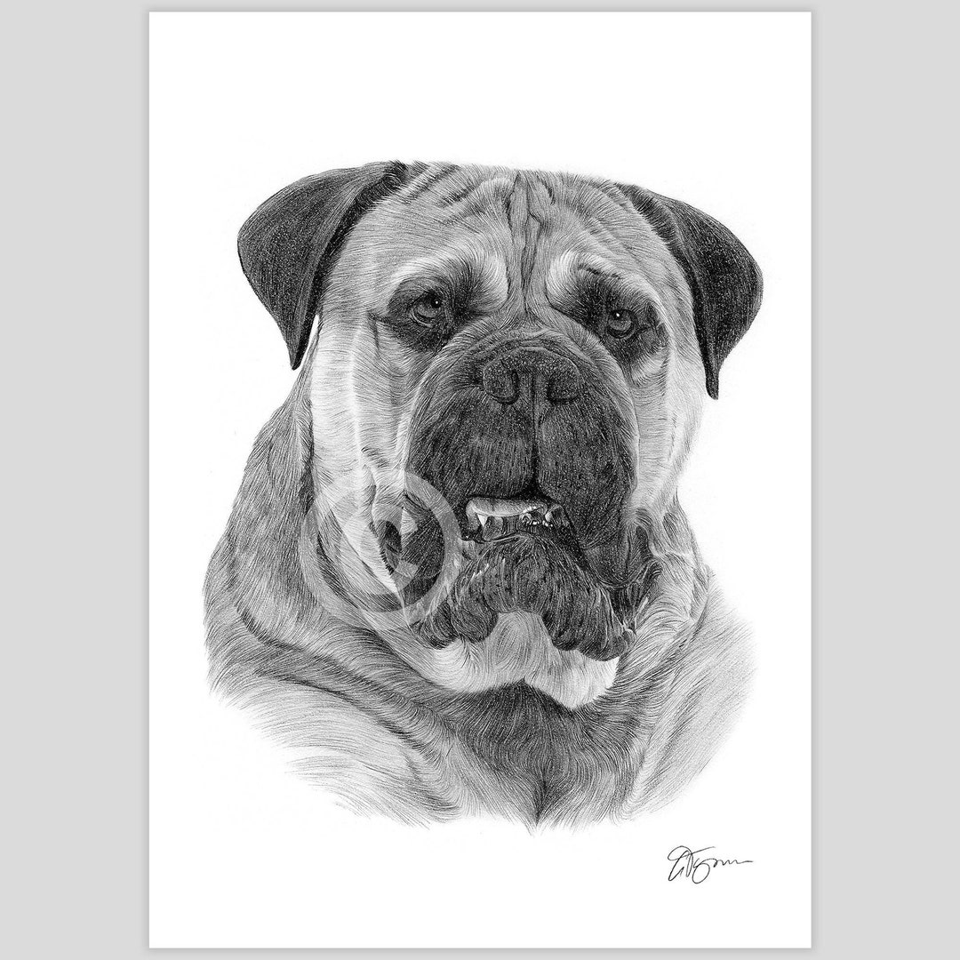 Bullmastiff Rhodesian Ridgeback Drawing Bullmastiff Dog | Pencil Drawing Print | Artwork Signed by Artist Gary ...