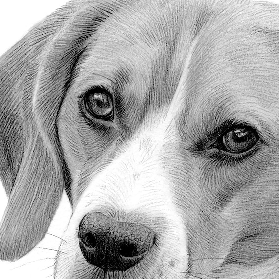 ビーグル犬のデジタルダウンロード - アーティストG Tymonによる鉛筆画