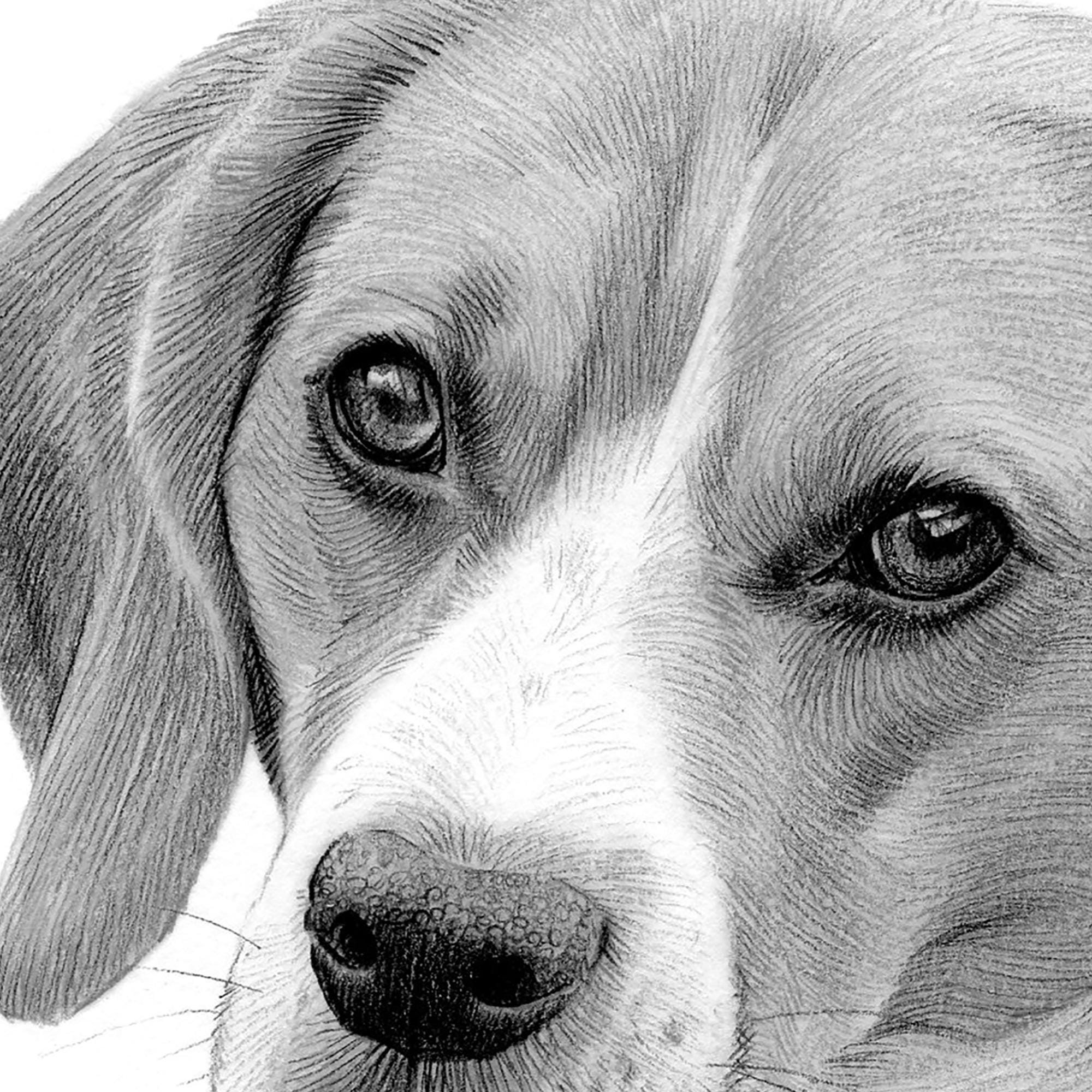 ビーグル 鉛筆画(色紙) ビーグル犬のデジタルダウンロード - アーティストG Tymonによる鉛筆画