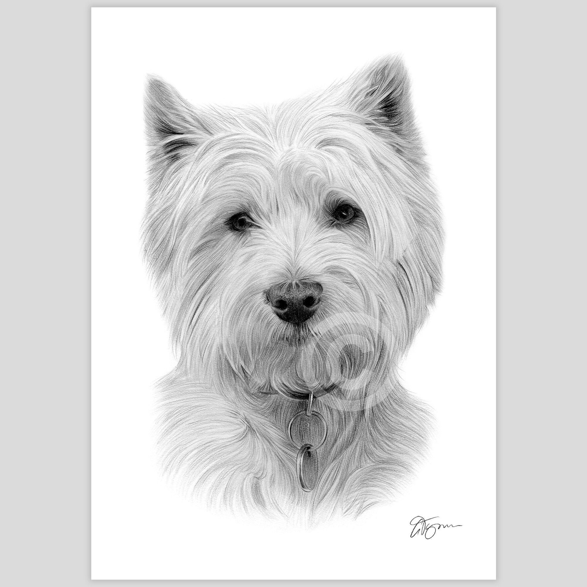 West Highland White Terrier Pencil Drawing Print - 2 Sizes