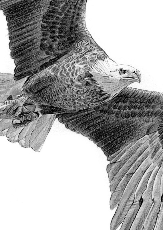 Buy FLYING BALD EAGLE Original BW Pencil Drawing Portrait Online in India   Etsy