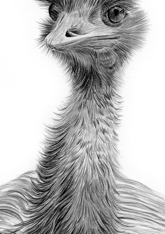 EMU - Original B&W Pencil Drawing - Portrait Size 11.75