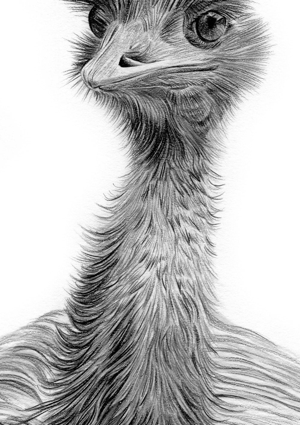 EMU - Original B&W Pencil Drawing - Portrait Size 11.75