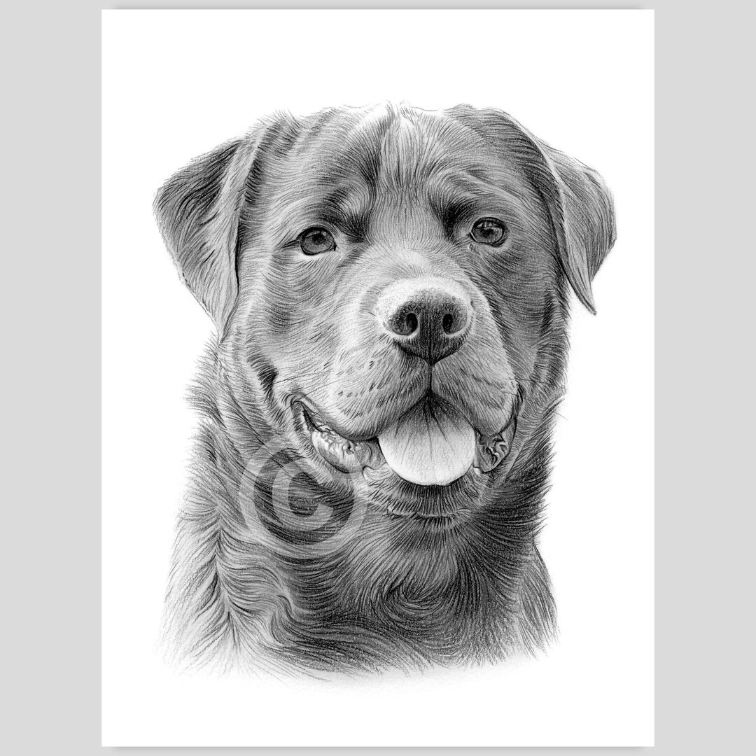 Rottweiler Pencil Drawing – Dog Portrait Art (digital Download) - Etsy