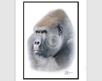 MOUNTAIN GORILLA Original Color Pencil Drawing - Portrait size 11.75" x 8.25" - Mount (matte) size 14" x 11" - Signed by artist Gary Tymon