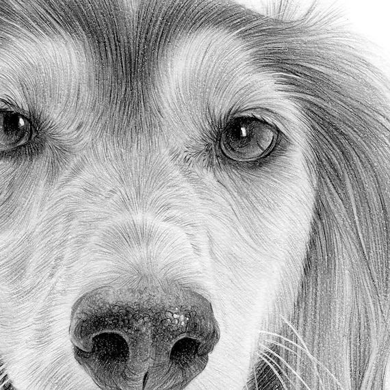 サルーキ犬の鉛筆画アートプリント：サイン入り限定版 - Etsy 日本