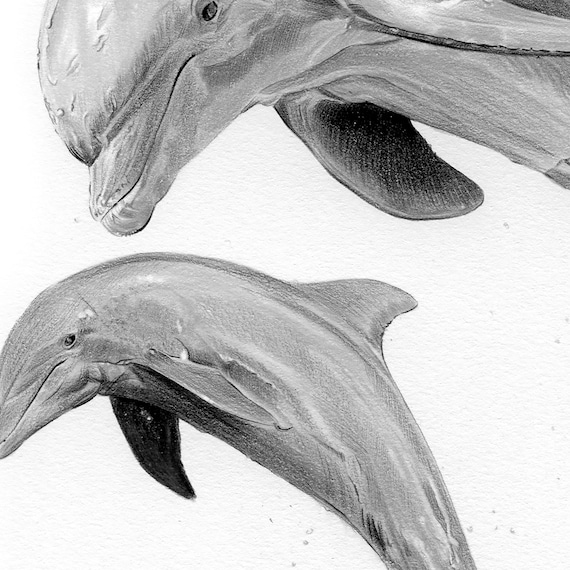 ジョン・ピトレー 「フリーダム」 直筆サイン有 マリンアート イルカ ジョン・ピトレー 「フリーダム」 直筆サイン有 マリンアート イルカ