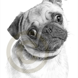 Pug - pencil drawing print - artwork signed by artist Gary Tymon - A4 size - Ltd Ed 50 prints only - pencil portrait - toy dog