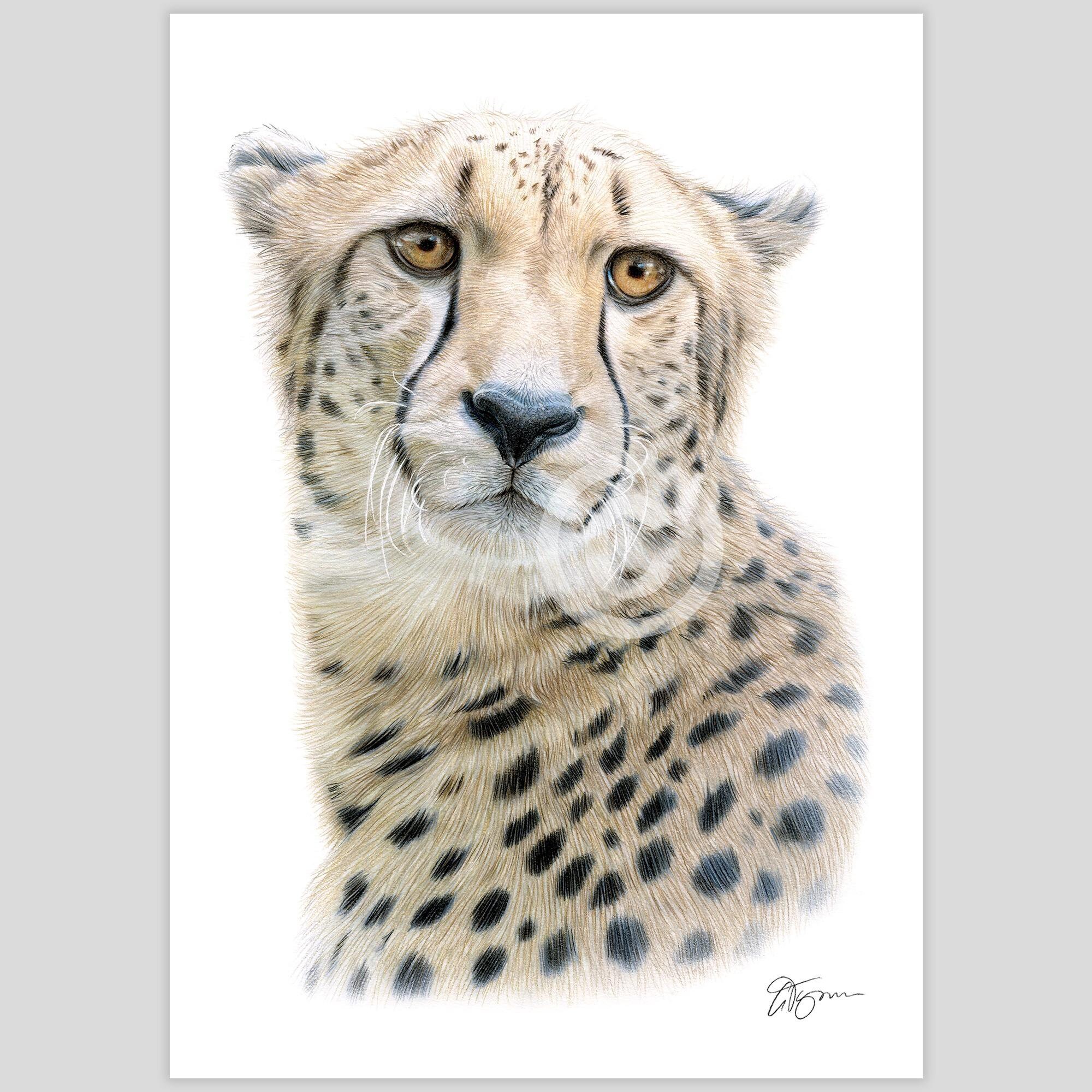 チーターの肖像画 | 色鉛筆画プリント | 大型ネコ科野生動物アート