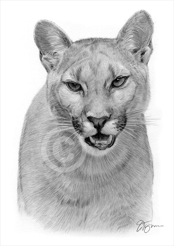 dessin puma