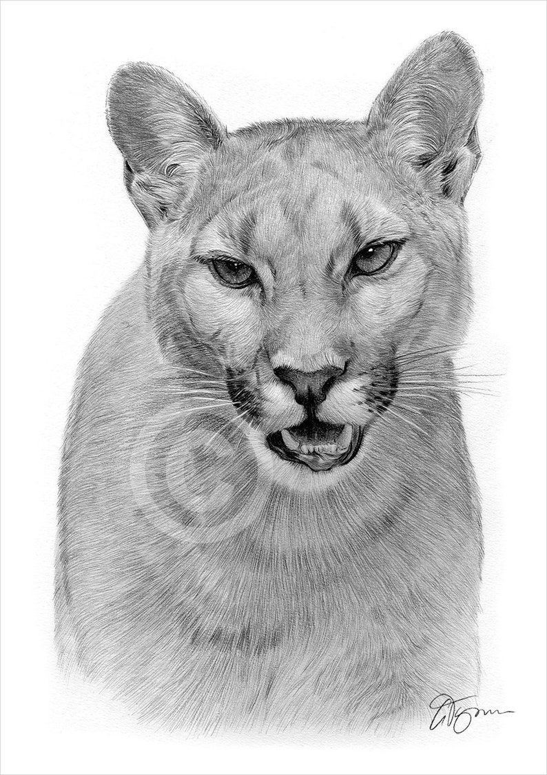 COUGAR Mountain Lion pencil drawing print artwork signed 