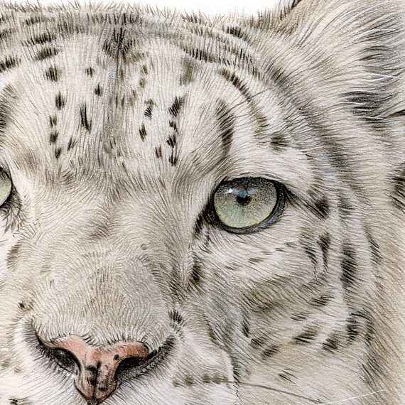 ユキヒョウの肖像画｜オリジナル色鉛筆画、野生動物アート - Etsy 日本