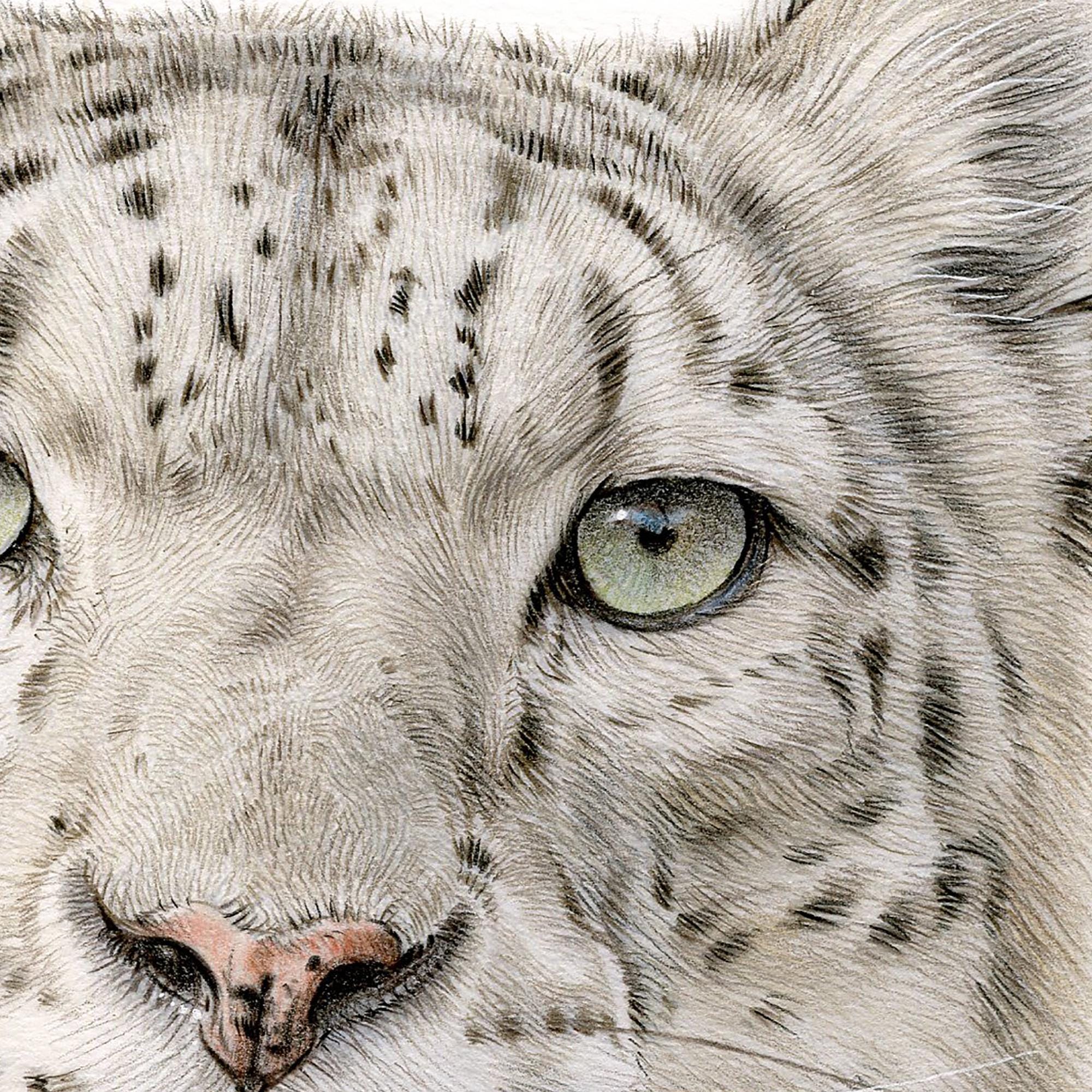 ユキヒョウの肖像画｜オリジナル色鉛筆画、野生動物アート - Etsy 日本