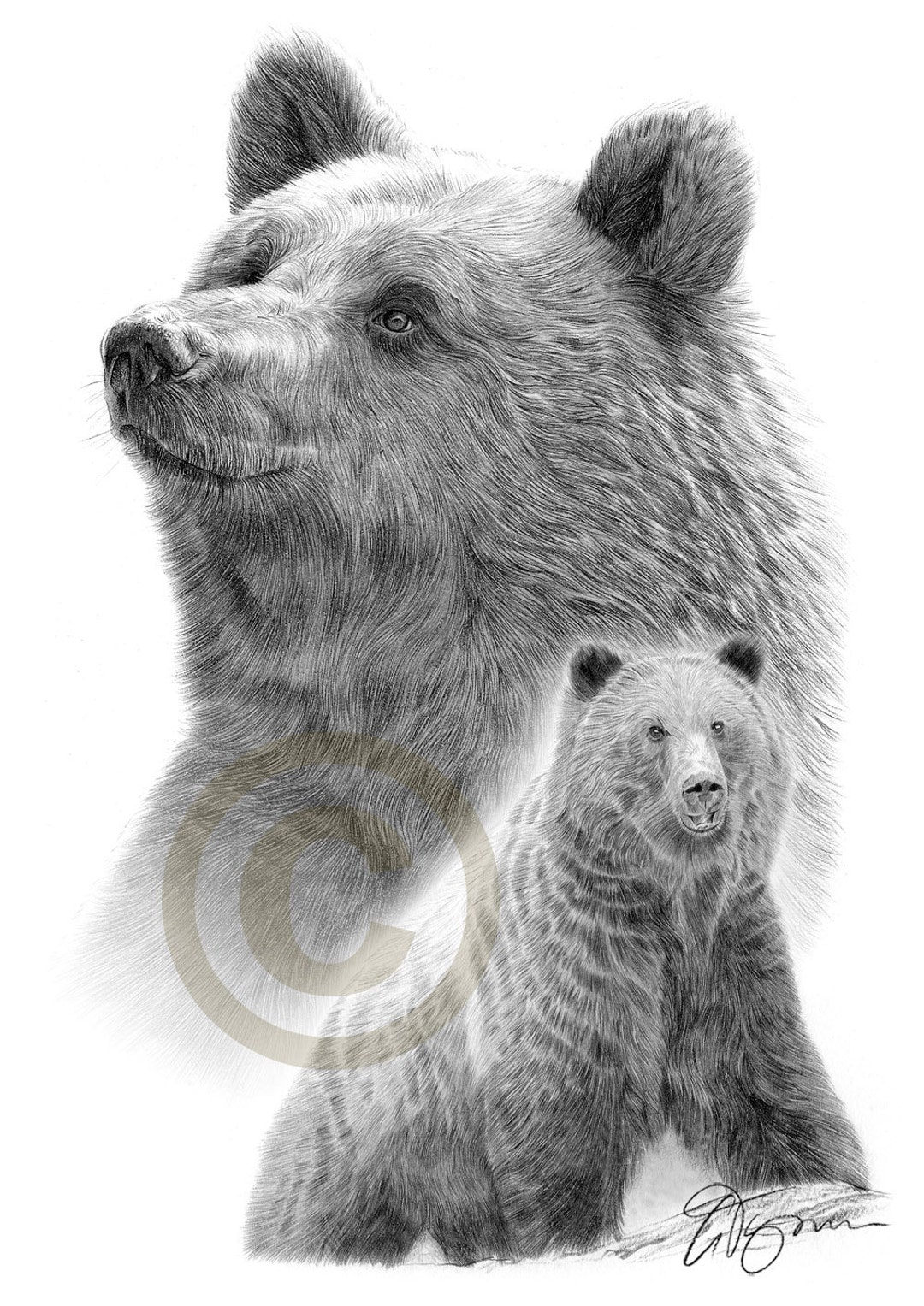 Grizzly Artwork Pencil Drawing Print Animal Art -