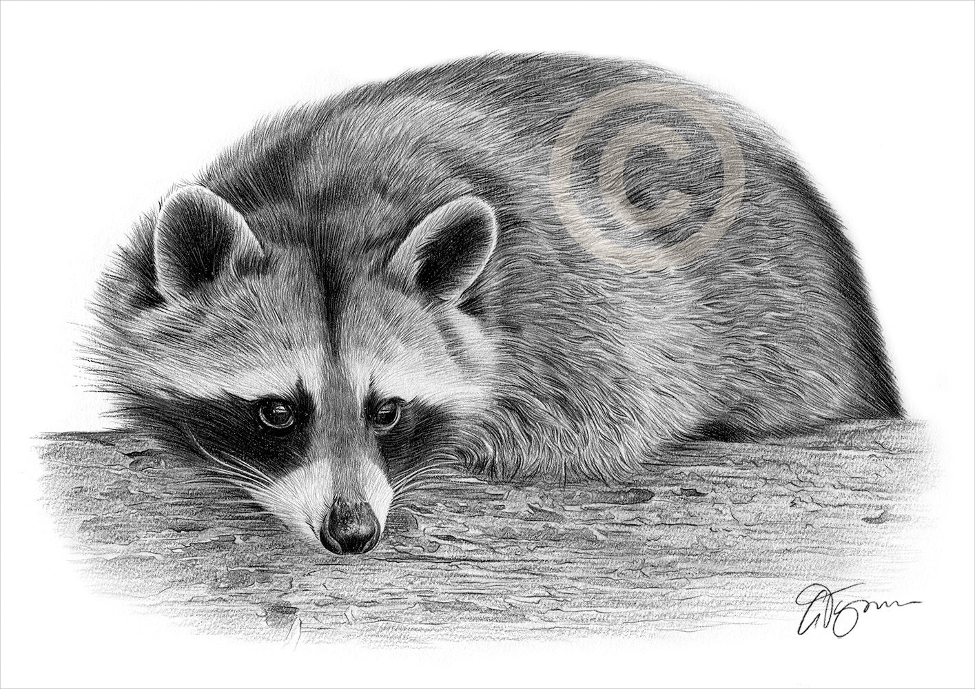 Raccoon Pencil Drawing Print Wildlife Art Artwork Signed - Etsy Ireland