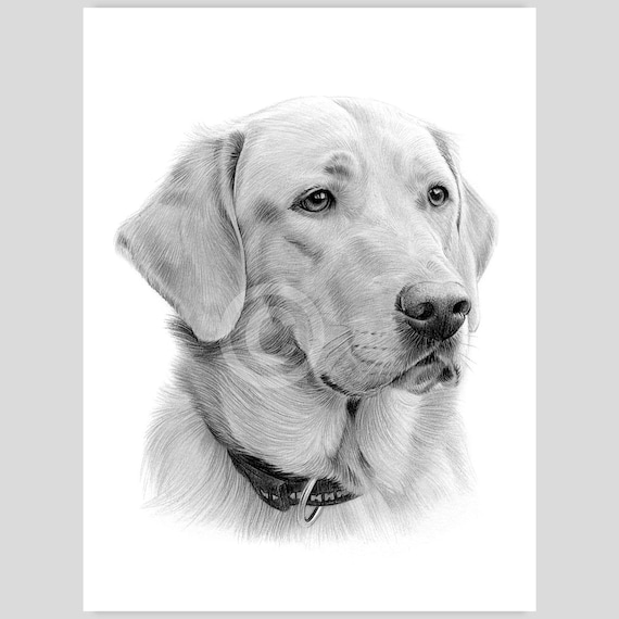 ラブラドール レトリバーの鉛筆画 - デジタル ダウンロード