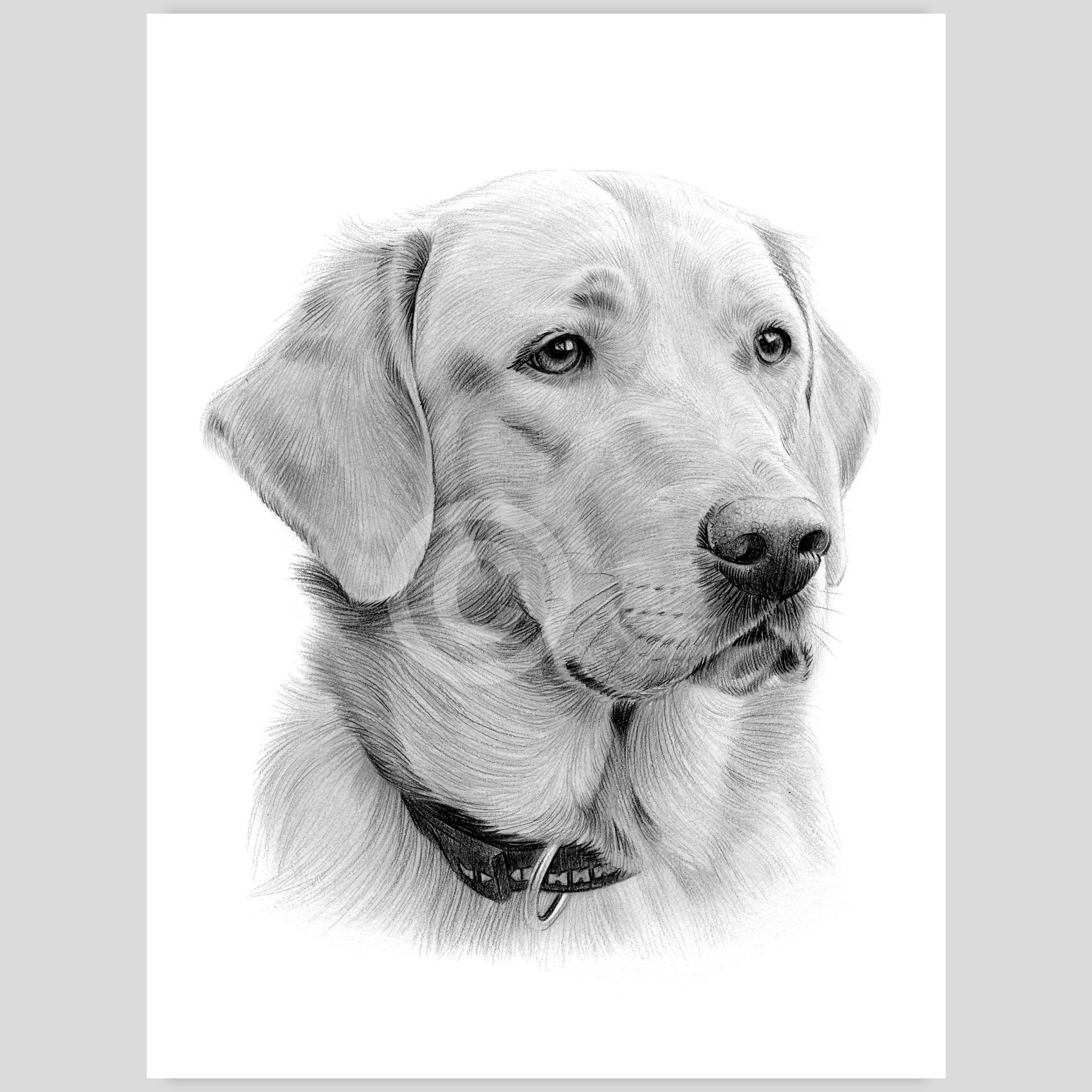ラブラドール・レトリバーの鉛筆画 - 水彩画 ペットの肖像画（デジタル