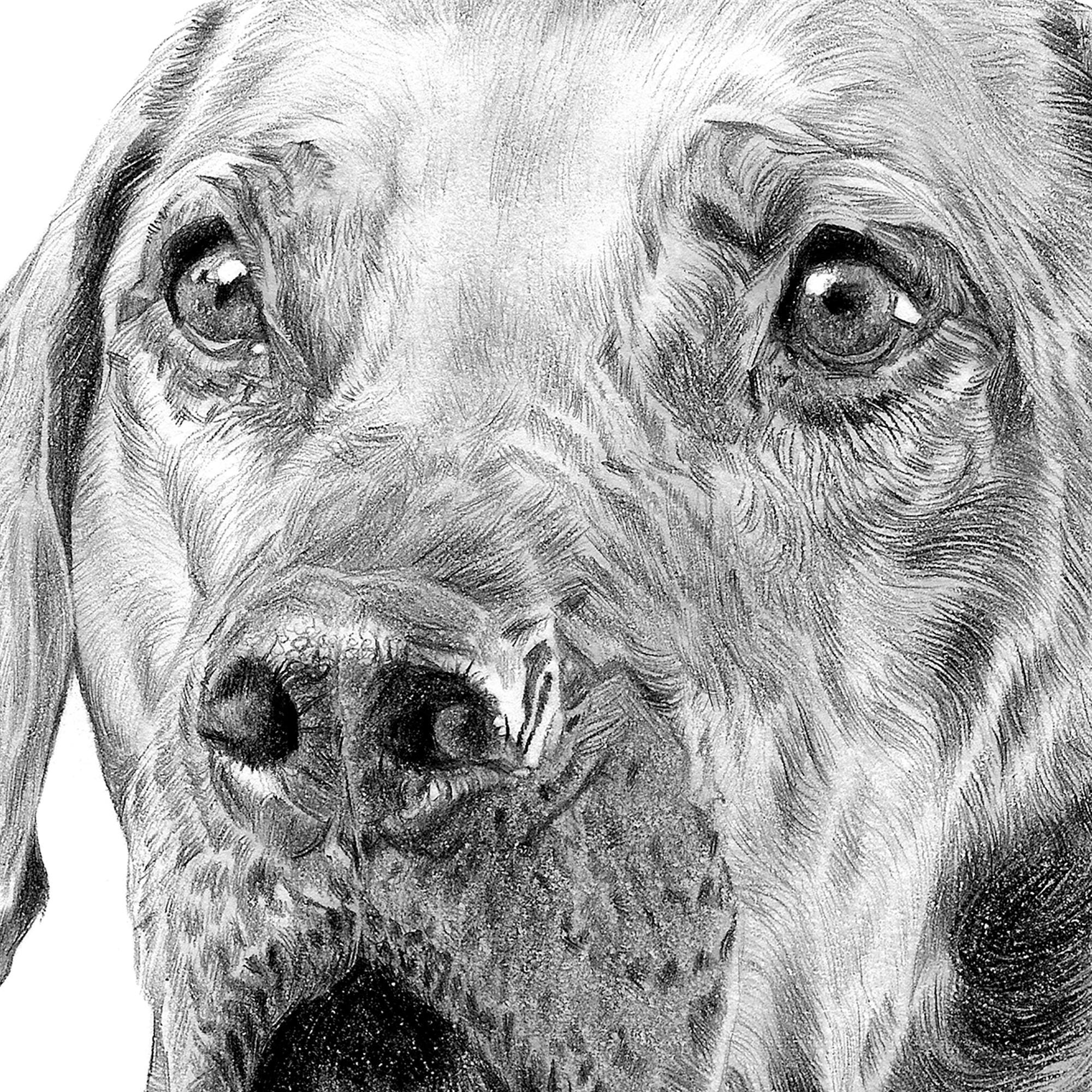 Rhodesian Ridgeback Ridge Drawing Rhodesian Ridgeback Dog | Pencil Drawing Print | Artwork Signed by ...