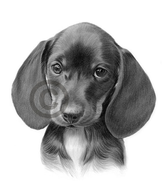 Digital Download Dibujo a lápiz de un cachorro de perro - Etsy España