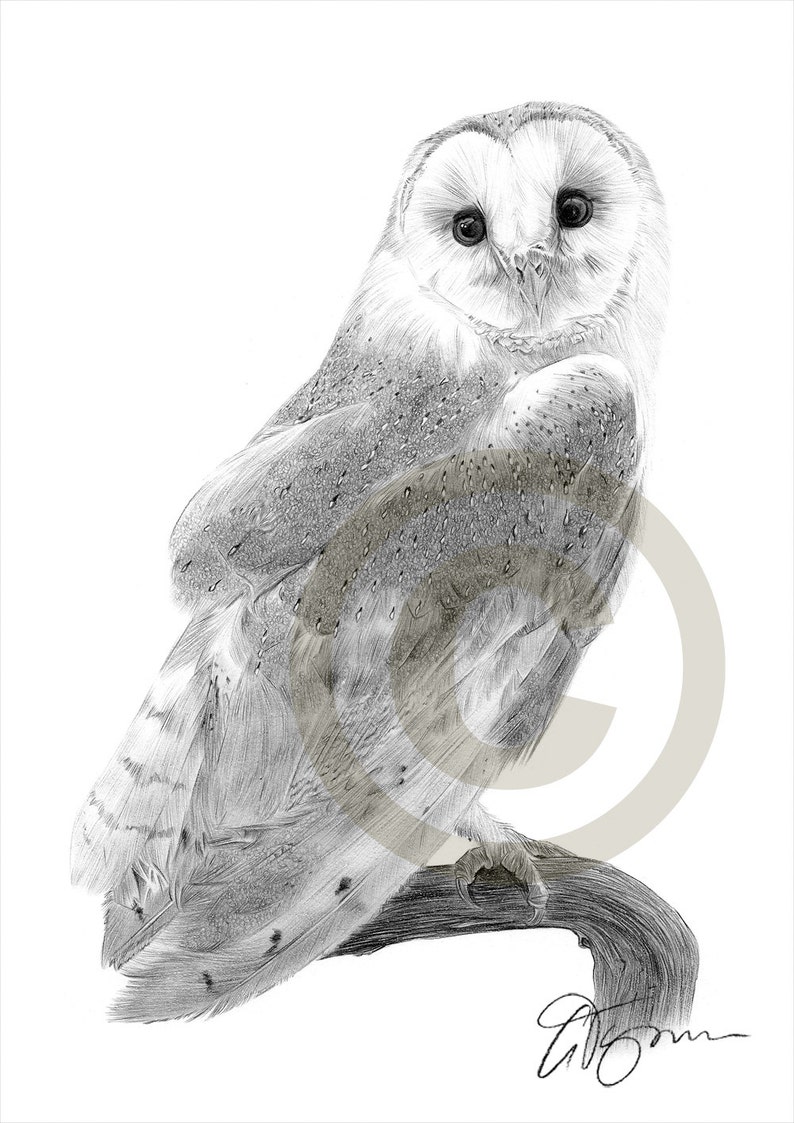 Bird Artwork Stodoła Sowa Ołówek Rysunek Print Grafika Podpisana Przez Artystę Gary Tymon Ltd Ed 50 Drukuje Tylko 2 Rozmiary Ołówek Portret
