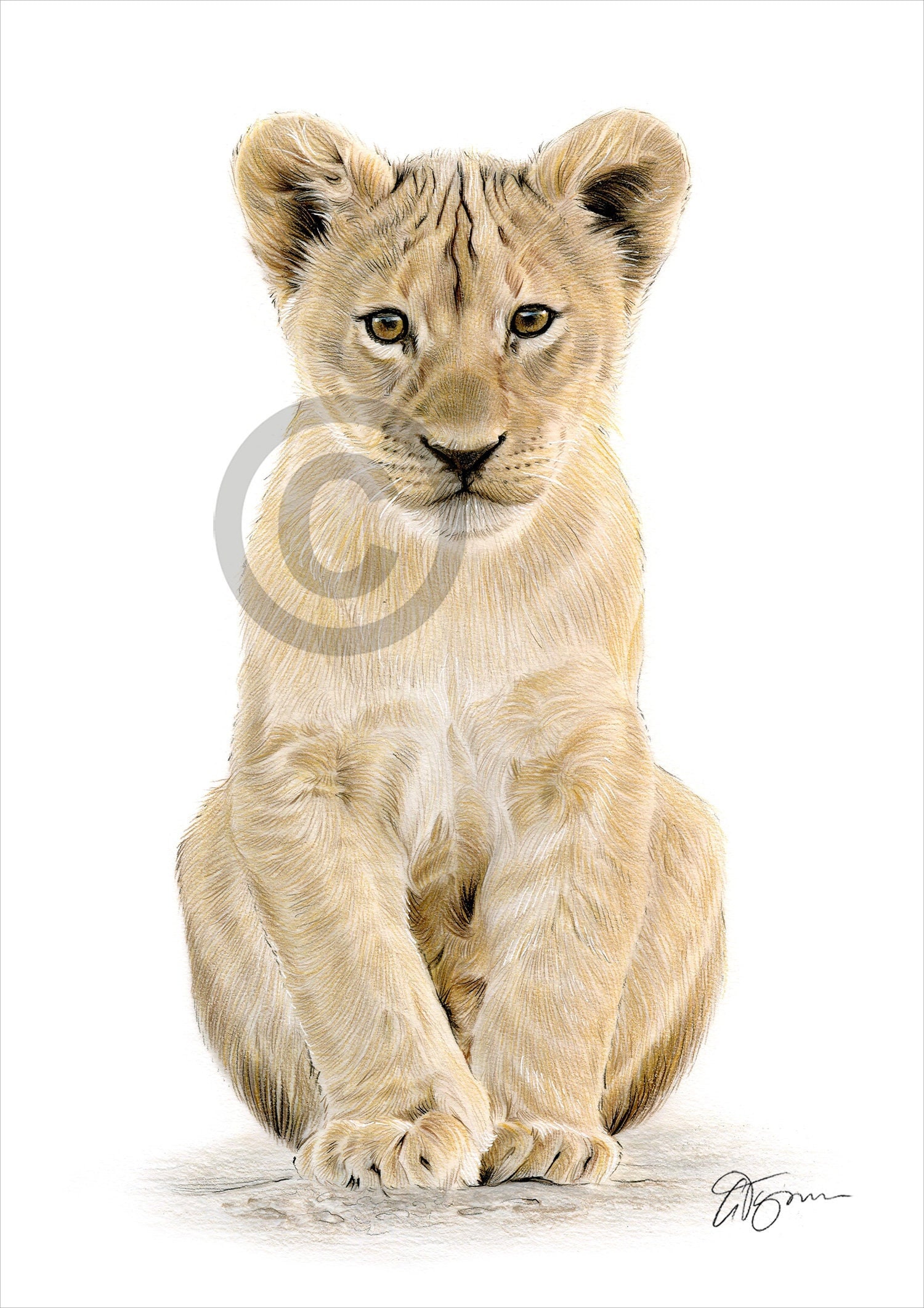 LION CUB Color Pencil Drawing Print Big Cat Art Artwork Etsy UK