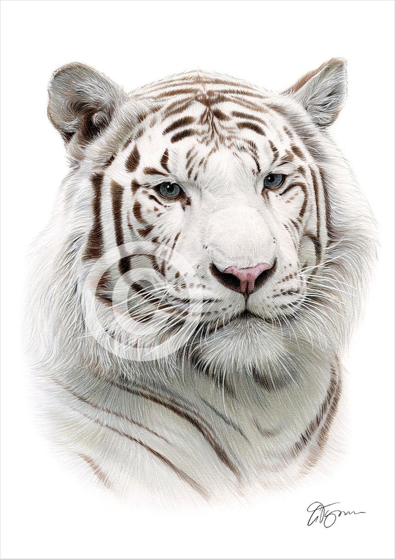 White Tiger color pencil drawing print big cat art artwork signed by artist Gary Tymon 2 sizes 100 prints pencil portrait image 1