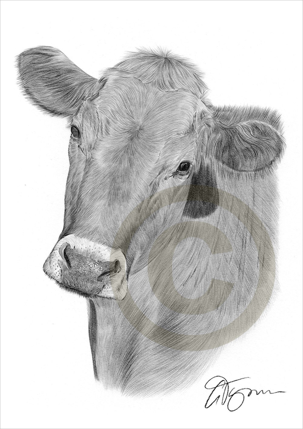 Cow pencil drawing print animal art artwork signed by artist gary tymon ltd ed 50 prints only 2 sizes watercolour pencil portrait