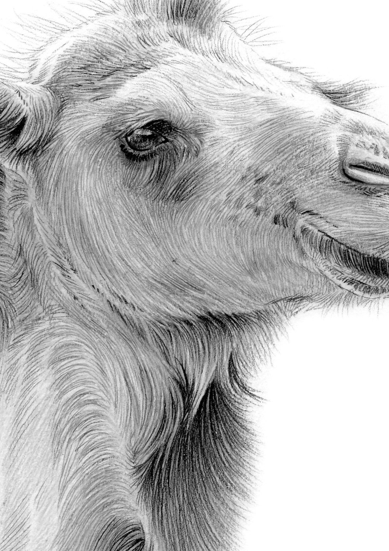 CAMEL Original B&W Pencil Drawing Portrait Size 8 X Etsy UK