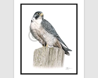 May include: A detailed illustration of a Peregrine Falcon perched on a weathered wooden post. The bird features a gray back, white chest, and a black head with a yellow beak. The artwork is set against a white background and framed with a black border.