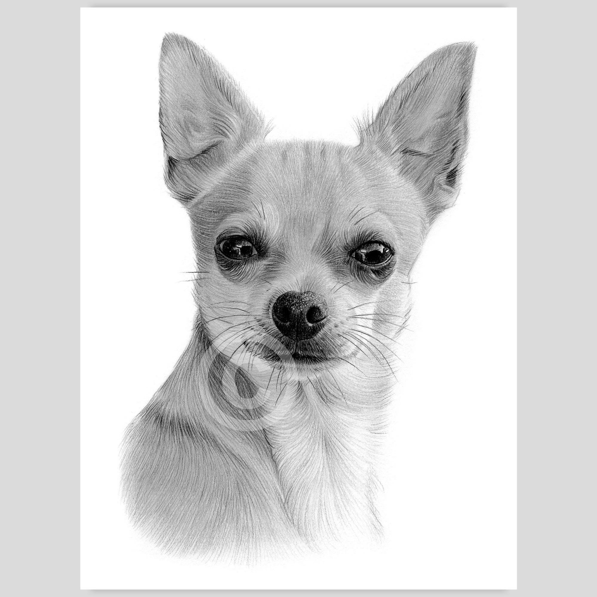 Chihuahua toy dog hot sale
