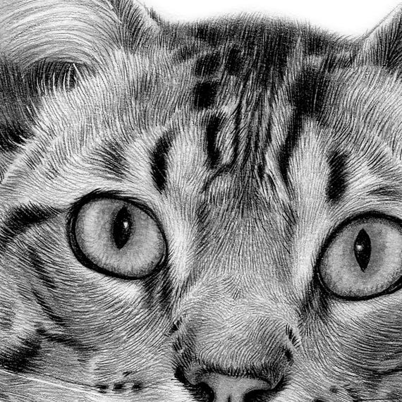 飼い猫の鉛筆画 - デジタルダウンロード - イギリスのアーティスト